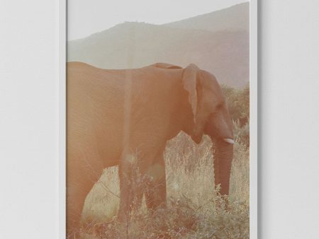 Elephant Print For Sale