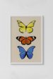 Butterflies Print Cheap